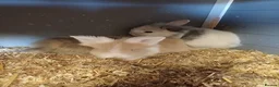 Lionhead rabbits for sale: Loinheads  - Advert 4