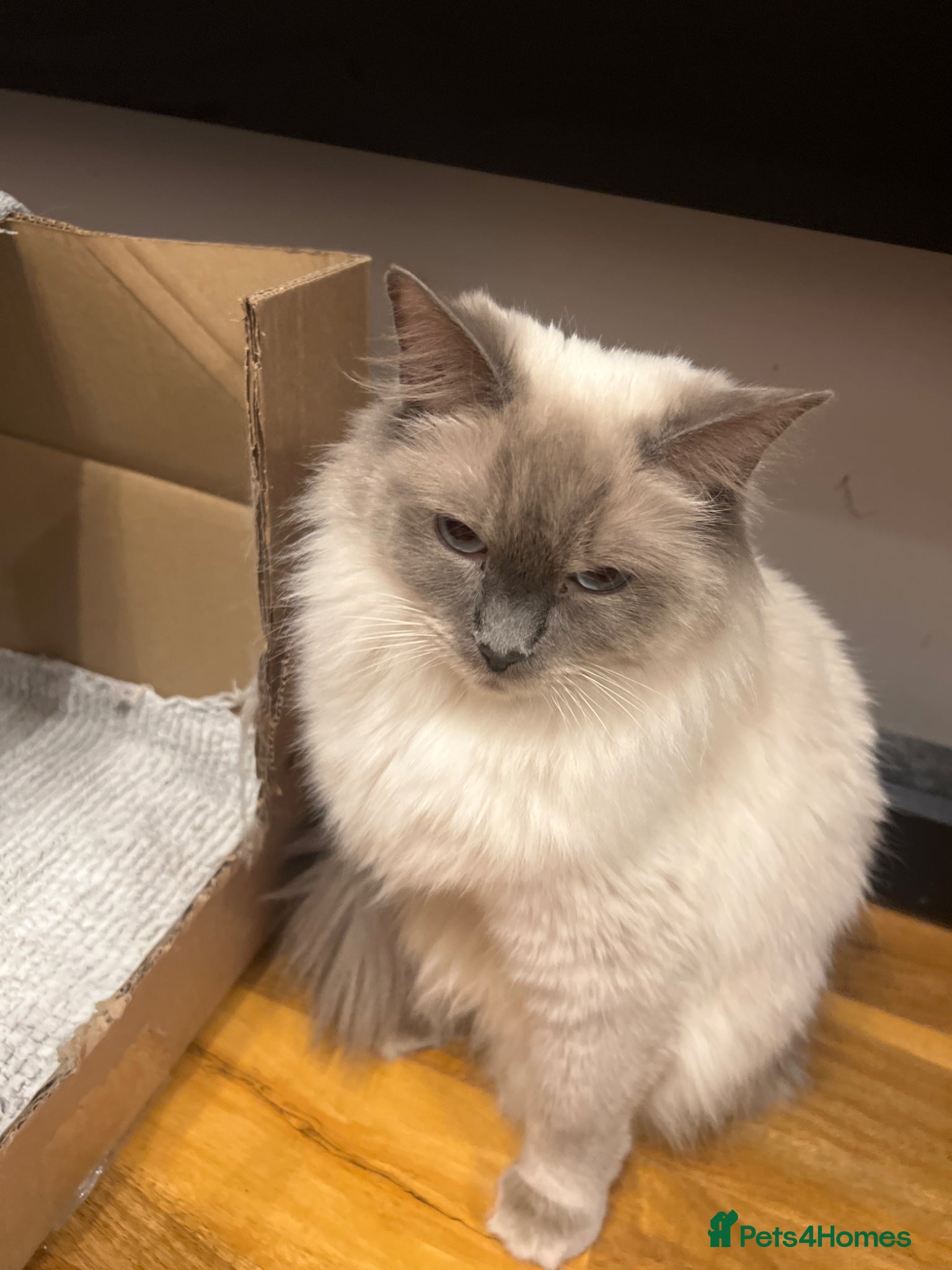 Bengal cats Lovely kittens dad Bengal mum Ragdoll - Advert 1