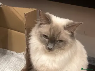 Bengal cats Lovely kittens dad Bengal mum Ragdoll - Advert 1