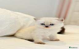 Scottish Fold cats for sale: Half Scottish half British short hair  in London - Image 20