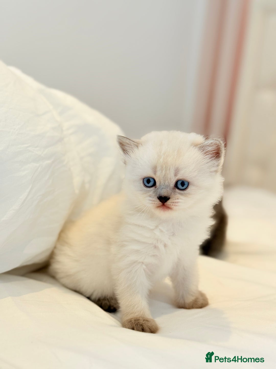 Scottish Fold cats for sale: Half Scottish half British short hair  in London - Image 20