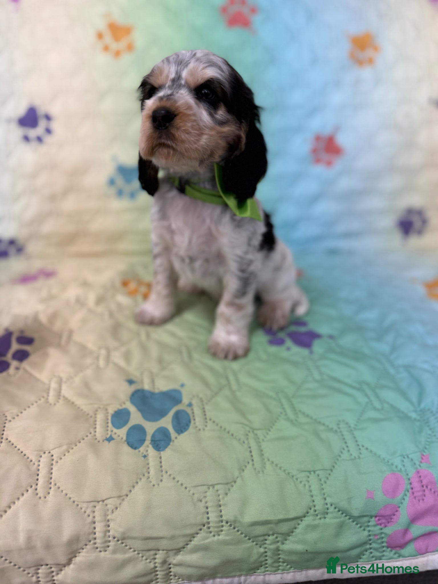 Cocker Spaniel dogs Kc registered Show cockers Ready Now - Advert 2