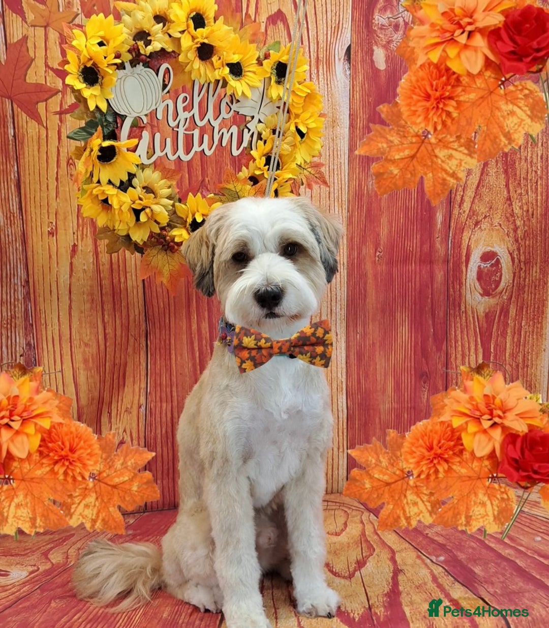 Tibetan Terrier dogs for stud: Excellent KC Reg Proven Tibetan Terrier for Stud in Oldham - Advert 2