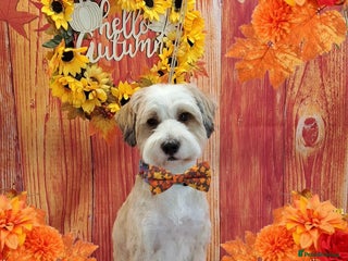 Tibetan Terrier dogs in Oldham - Advert 2