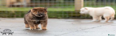 Japanese Shiba Inu 5
