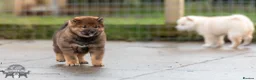 Japanese Shiba Inu dogs for sale: Last but Not Least Little Red Girl  ❤️ - Advert 21