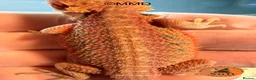 Bearded Dragon reptiles for sale: G stripe Baby Bearded Dragons available - Advert 10