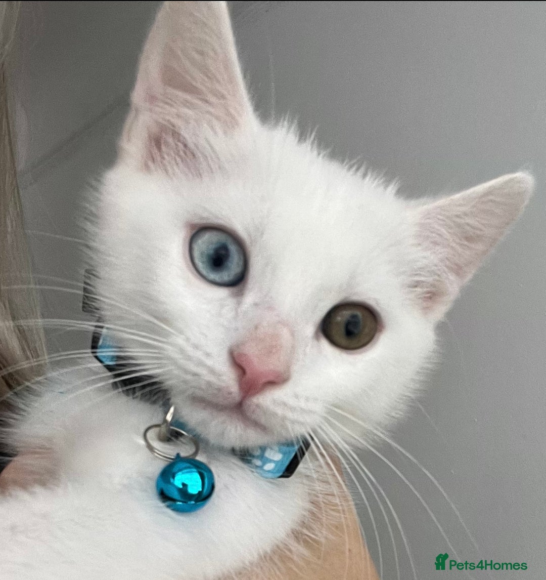 Mixed Breed cats for sale: 3 kittens ready for loving home - Image 1