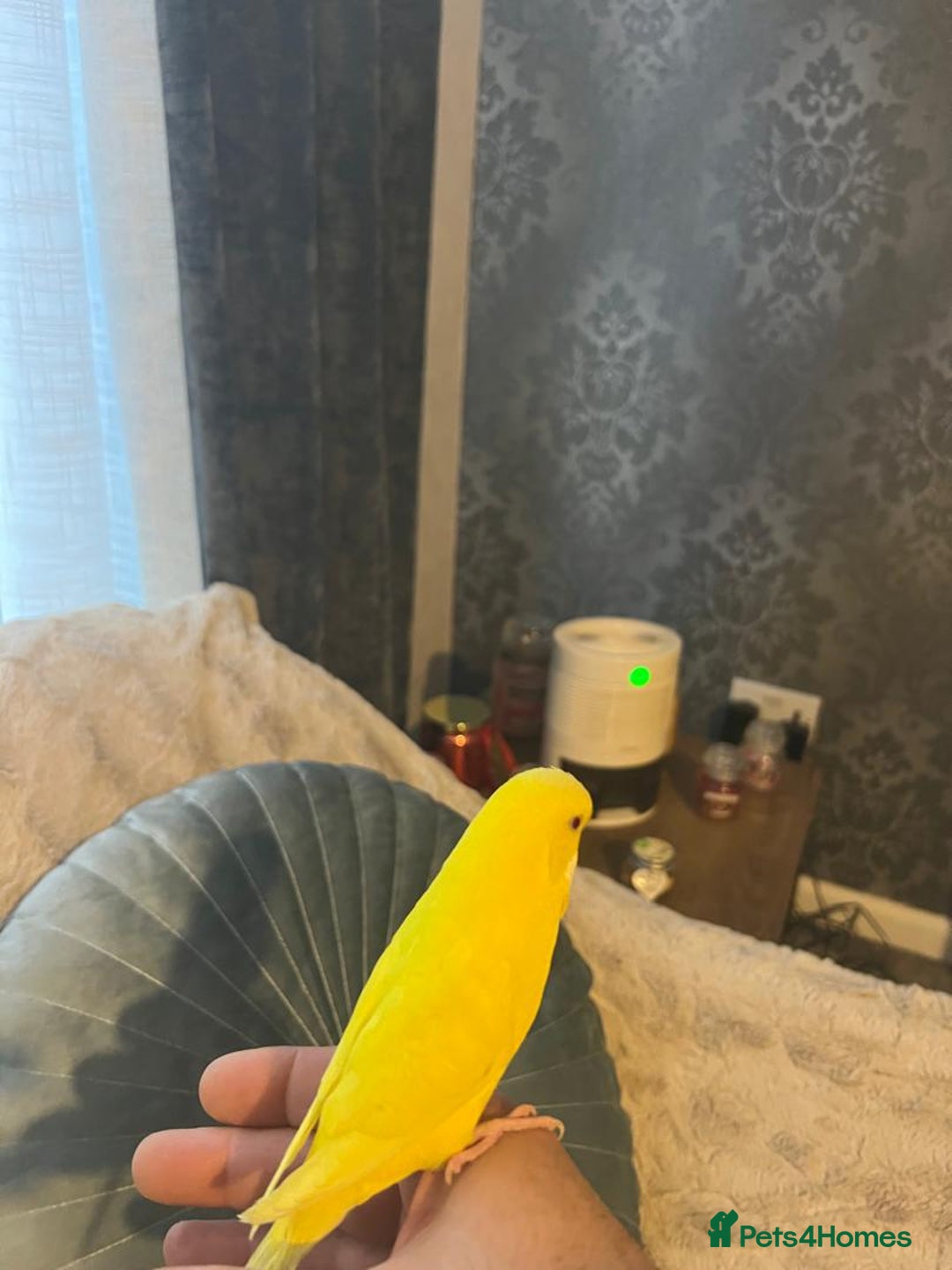 Budgerigars birds for sale: Married Budgerigars - Advert 5