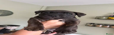 Presa Canario 2