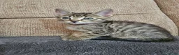 Mixed Breed cats for sale: Adorable Grey kittens for sale  - Advert 30