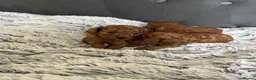 Toy Poodle dogs for sale: Adorable toy poodle puppies  - Advert 20