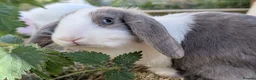 Mixed Breed rabbits for sale: Mini lop  - Advert 6
