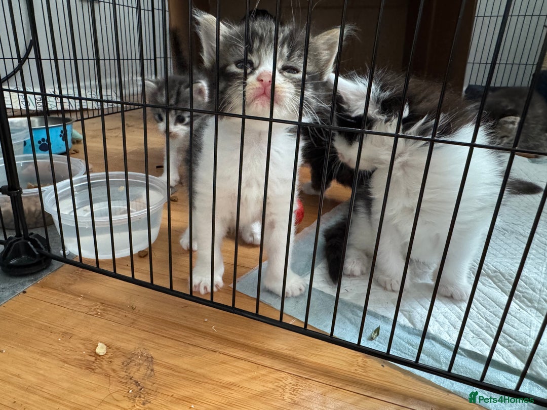 Domestic Shorthair cats for sale: 5 short/fluffy domestic kittens  - Image 9