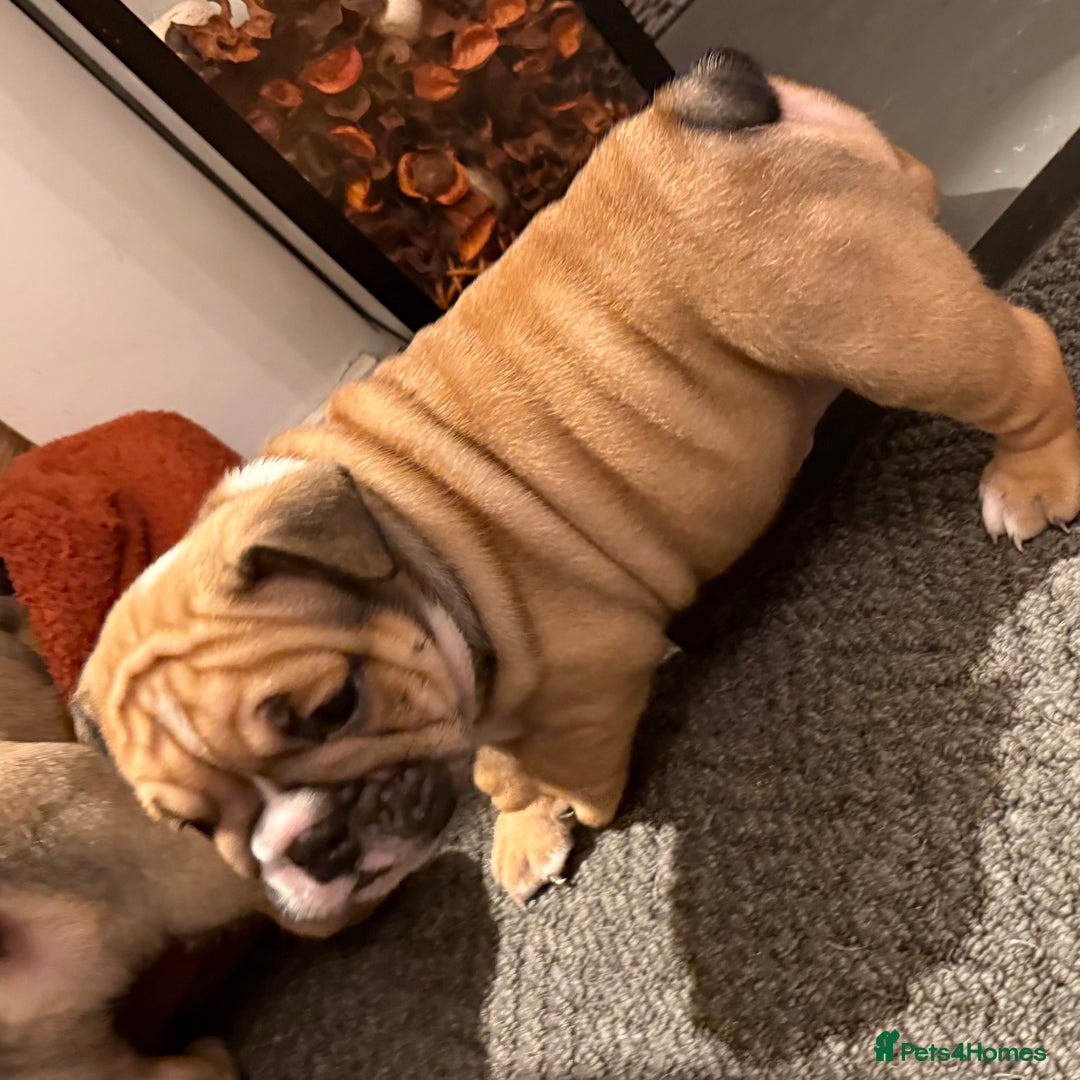 English Bulldog dogs for sale: Traditional English Bulldog Puppies  - Image 26