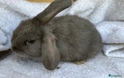Mini Lop rabbits for sale: Pure Bred Mini Lop Babies - Advert 3