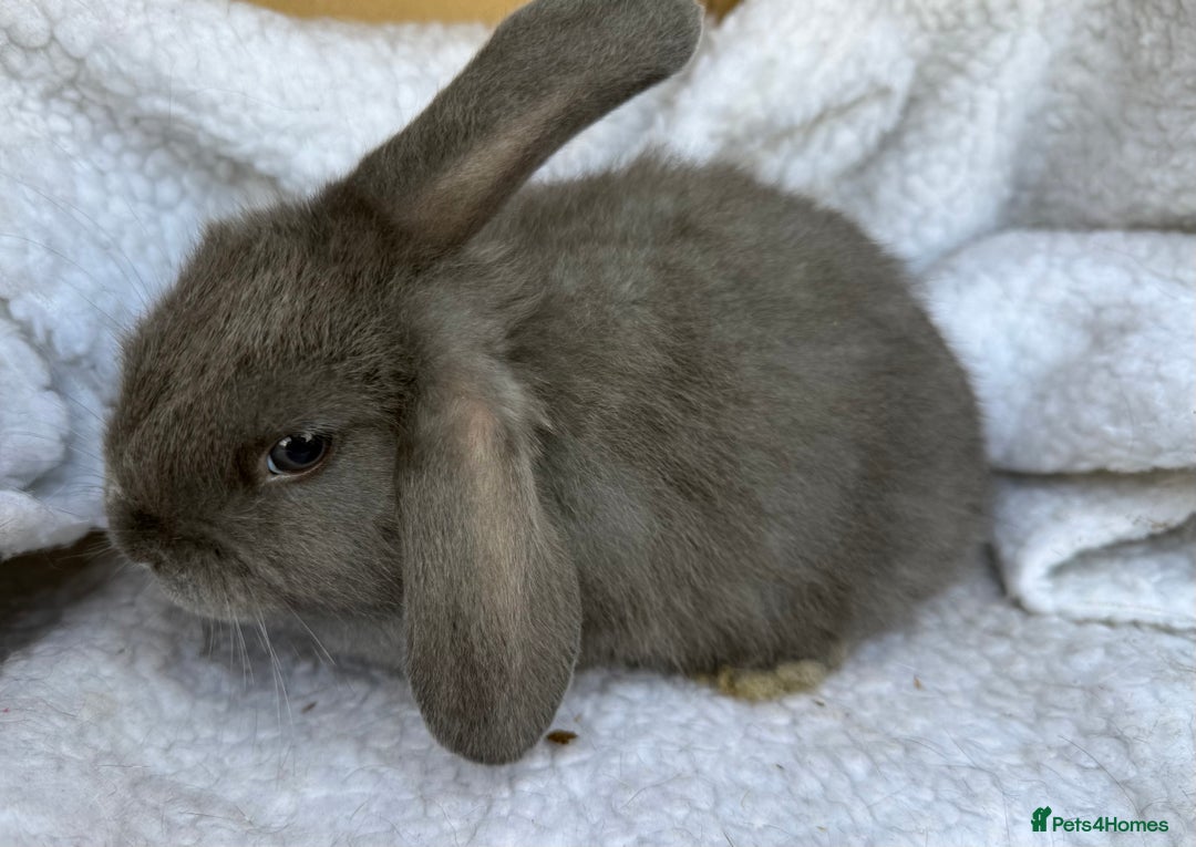 Mini Lop rabbits for sale: Pure Bred Mini Lop Babies - Advert 3