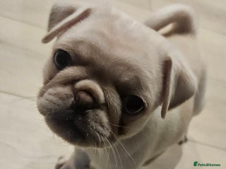 Pug dogs Beautiful kc registered boy - Advert 8