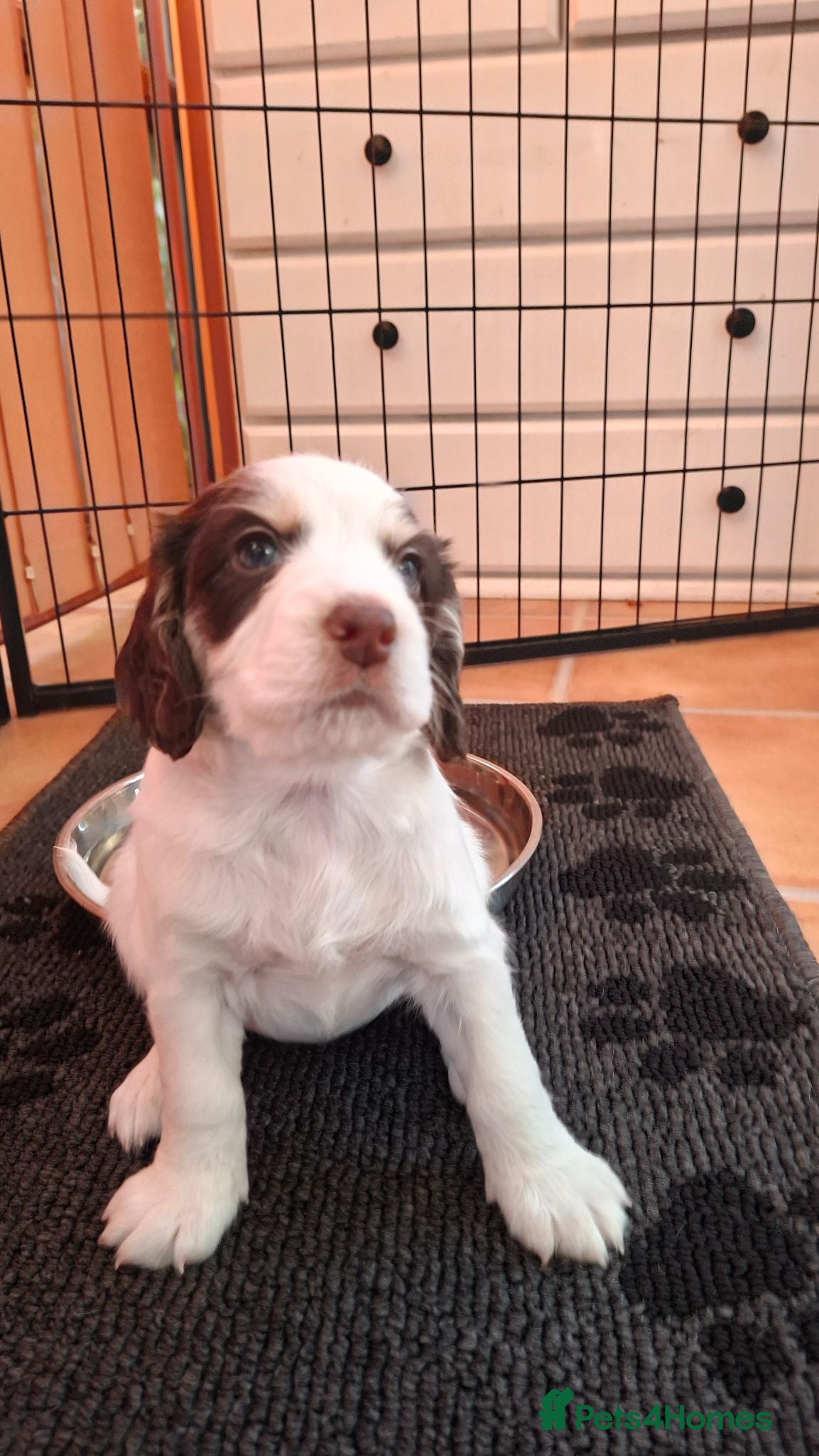 Cocker Spaniel dogs Gorgeous litter of Cocker Spaniel Puppies - Advert 2