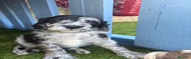 Cockapoo 2