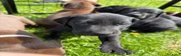 Mixed Breed dogs for sale: Pointador pups - Advert 7