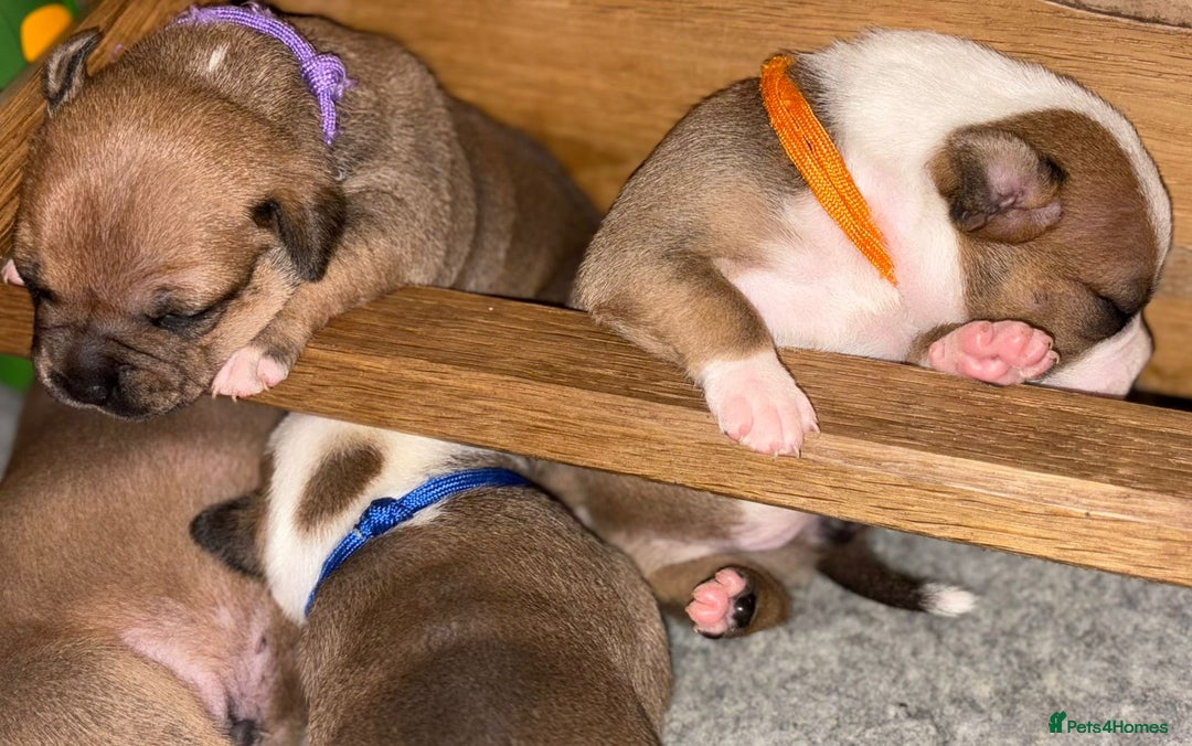 Staffordshire Bull Terrier dogs for sale: KC Staffordshire bull terriers 🧡🧡🏆🩸 REDS  - Image 20