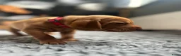 Hungarian Vizsla dogs for sale: Exceptional Pedigree Hungarian Vizsla Puppies - Advert 22