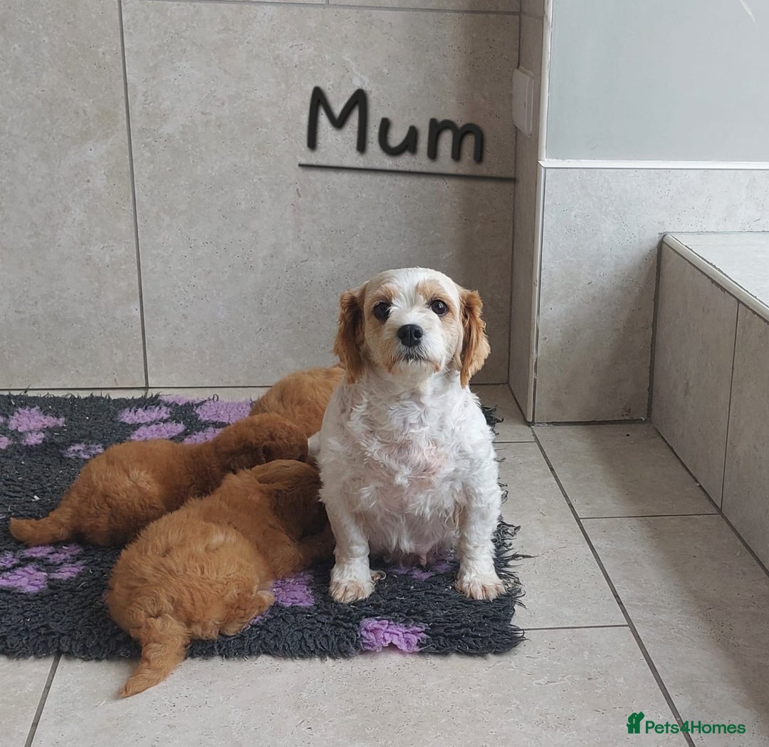 Cavapoochon dogs for sale: Cavapoochon boy 💙 - Image 5