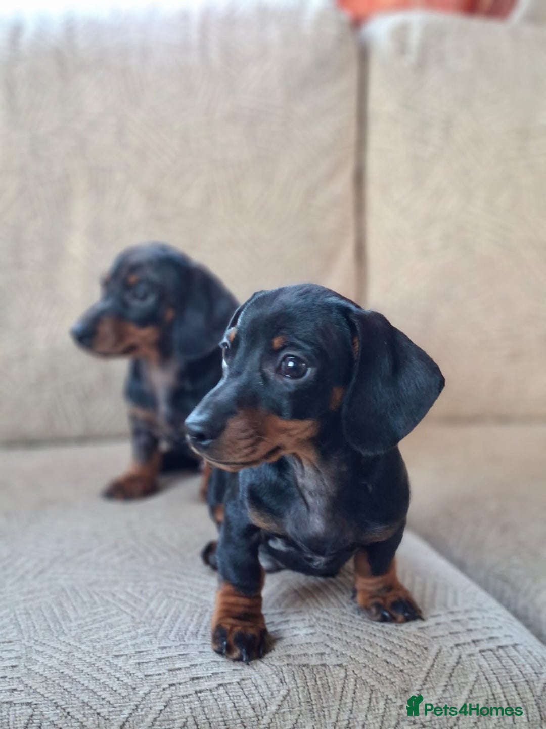 Miniature Dachshund dogs for sale: 2 gorgeous boys looking for their forever home - Image 4