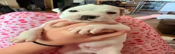 Mixed Breed dogs for sale: French bulldog, Jack russel , spaniel MIX - Advert 7