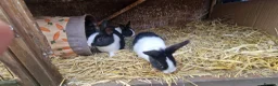 Dutch rabbits for sale: Diddy little Dutch buns- super friendly - M and F - Advert 20