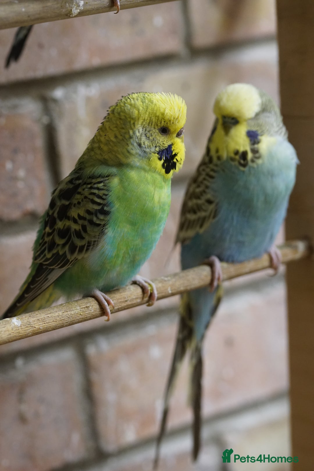 Budgerigars birds for sale: Budgies  - Advert 3