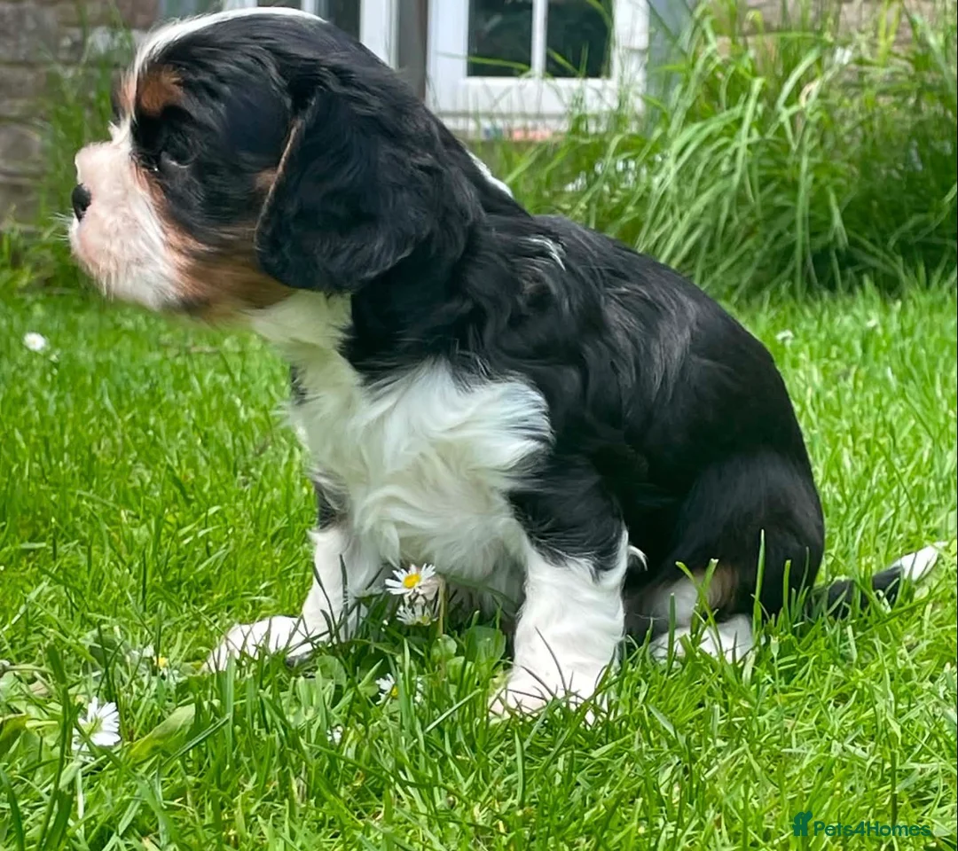 Cavalier King Charles Spaniel dogs for sale: Outstanding tri male pup - Advert 2