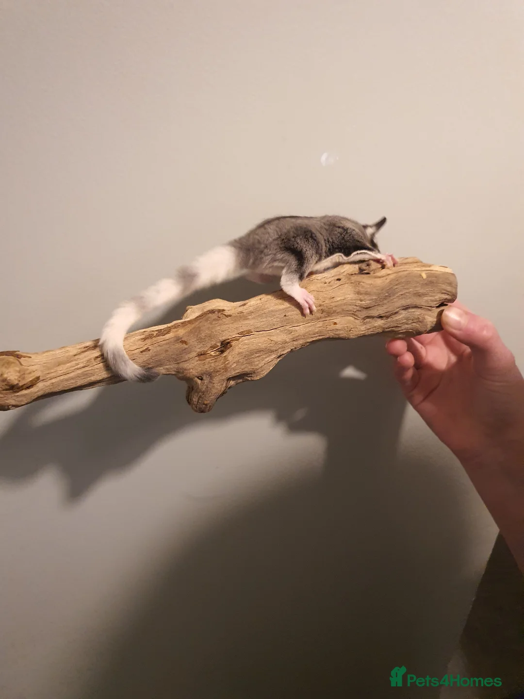 Sugar Glider rodents for sale: twin sugarglider boys. - Advert 2