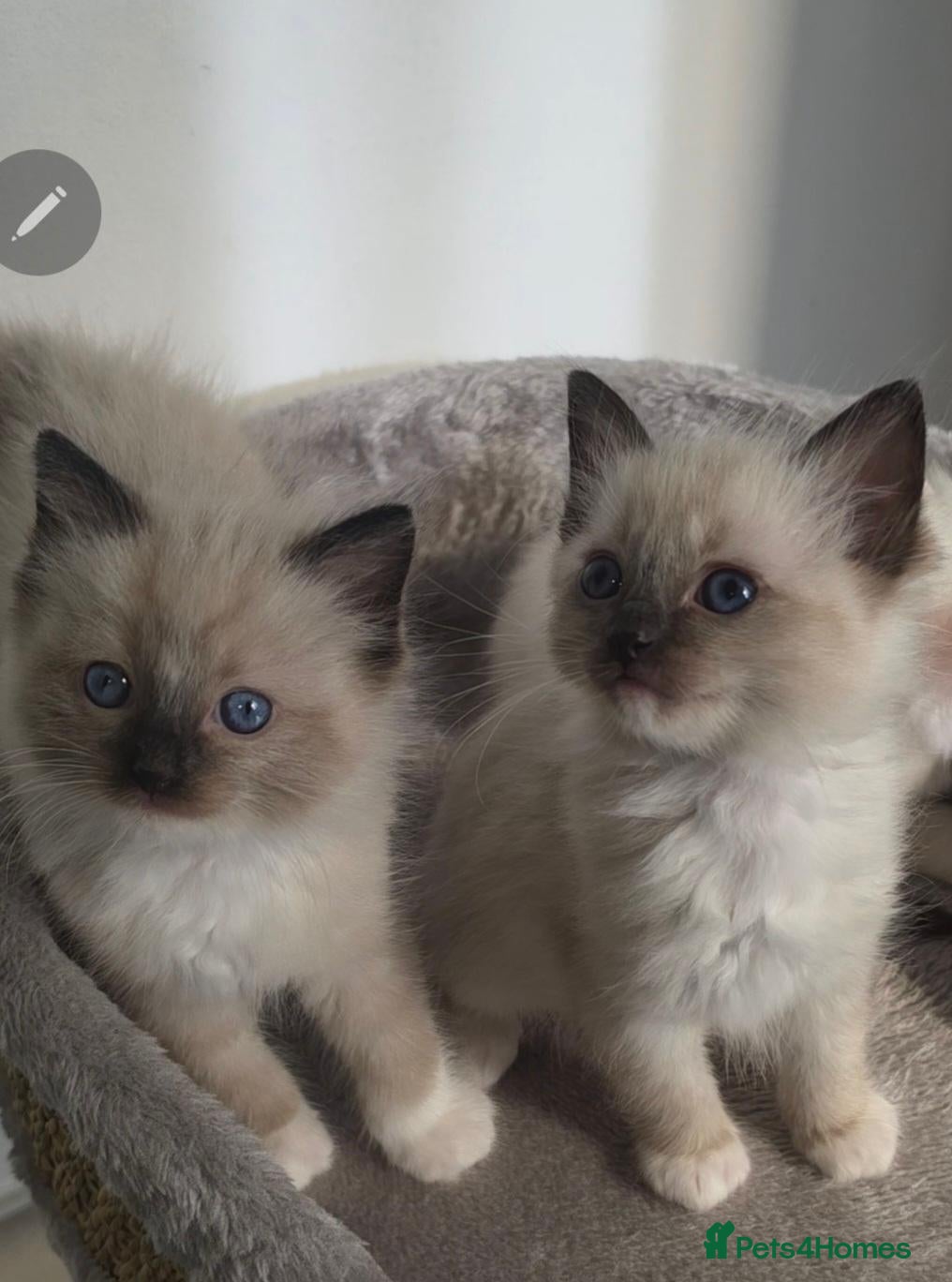 Ragdoll cats Stunning ragdoll kittens - Advert 15
