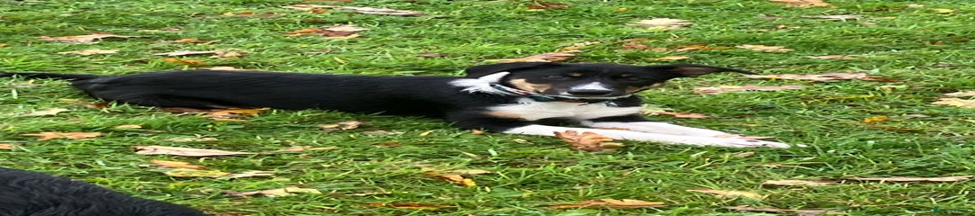 Border Collie Puppy 1