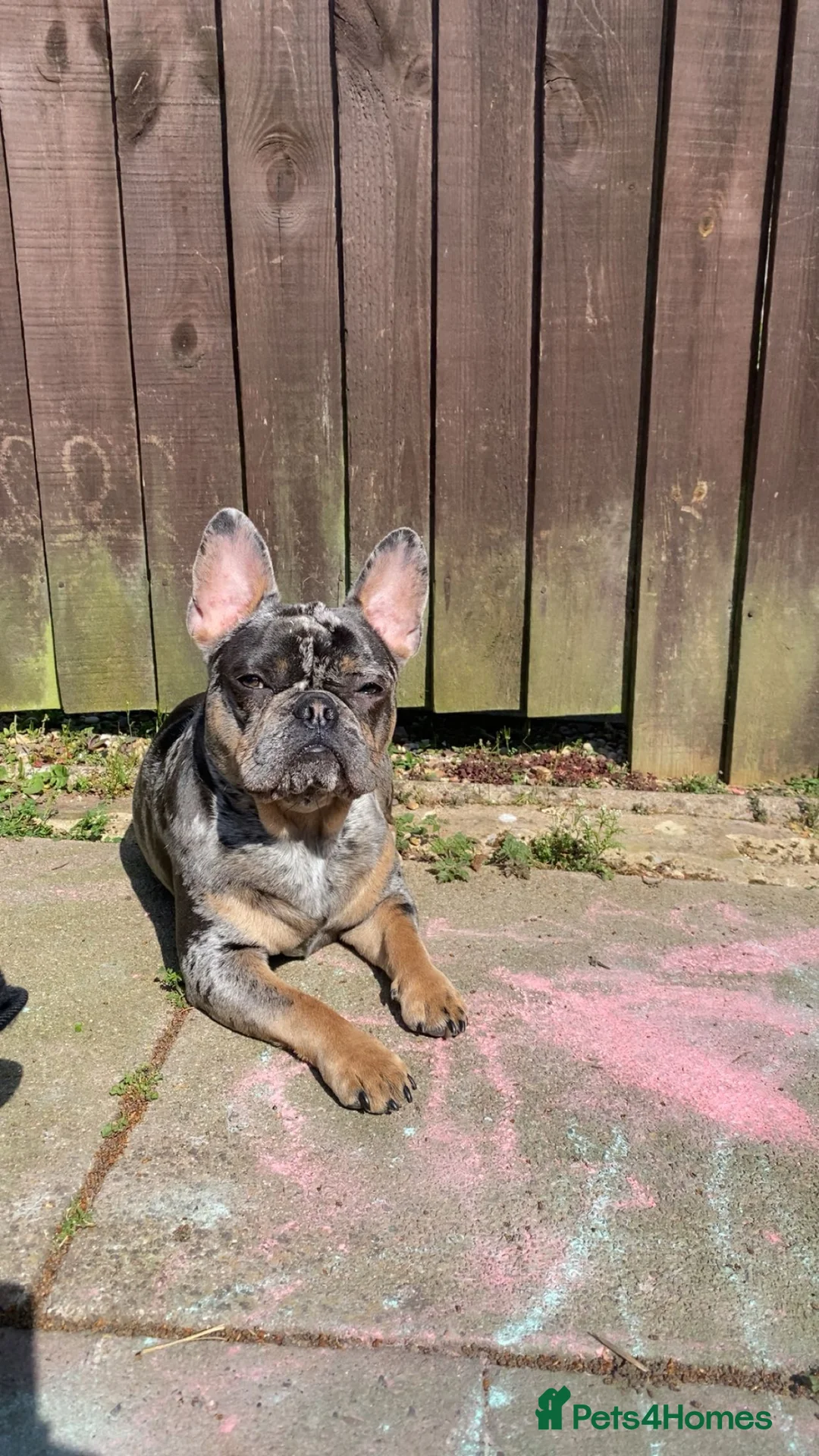 French Bulldog dogs for sale: make french bulldog  in Nuneaton - Advert 3