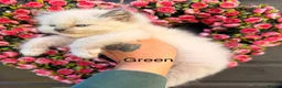Ragdoll cats for sale: 4 Female Purebred Blue Point & Blue Mitted Ragdoll - Advert 14