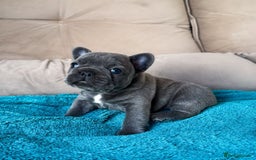 French Bulldog dogs for sale: Healthy Blue French Bulldog Babies - Image 2