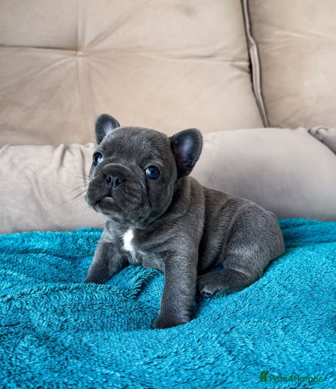 French Bulldog dogs for sale: Healthy Blue French Bulldog Babies - Image 2