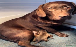 Labrador Retriever dogs for sale: Stunning chocolate Labrador’s with silver jeans  - Image 24