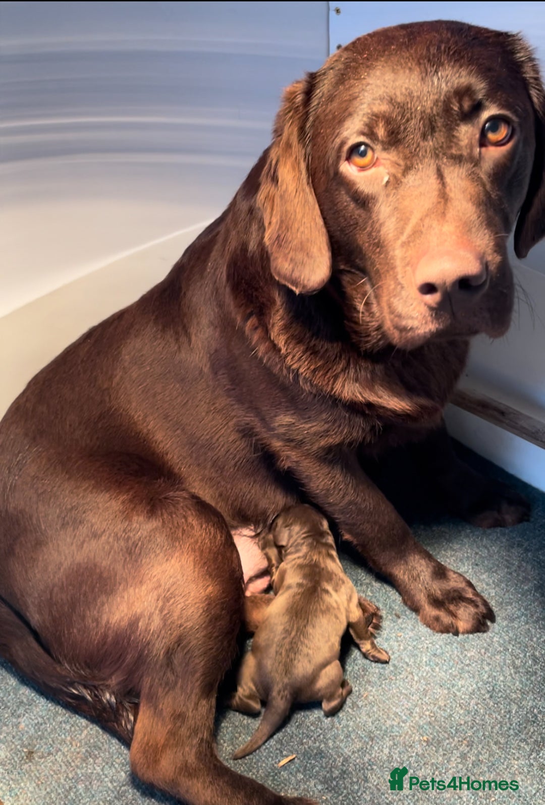 Labrador Retriever dogs for sale: Stunning chocolate Labrador’s with silver jeans  - Image 24