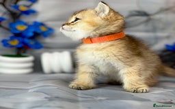 British Shorthair cats for sale: STUNNING TICA BRITISH SHORTHAIR/LONGHAIR KITTENS - Image 9