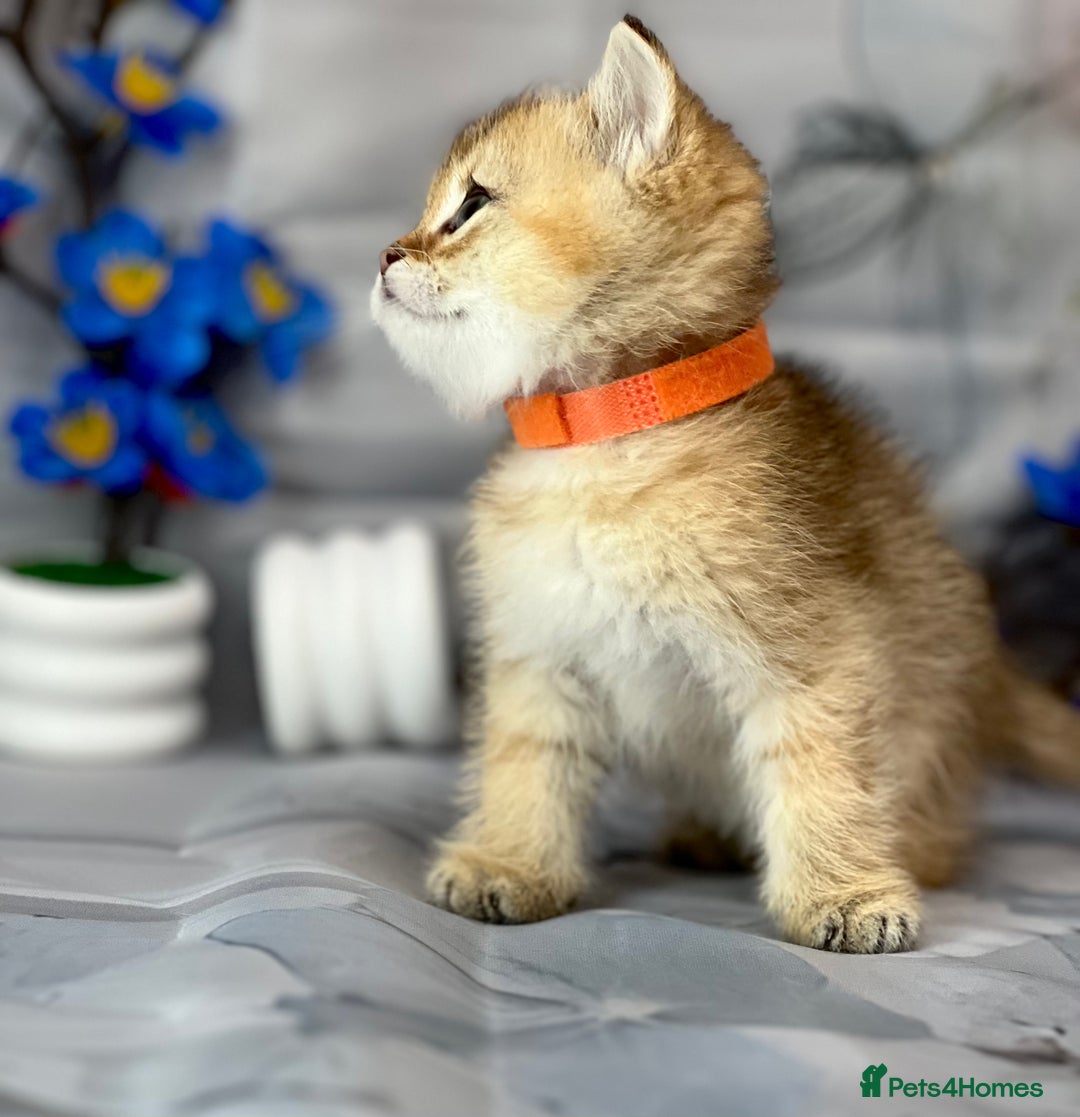 British Shorthair cats for sale: STUNNING TICA BRITISH SHORTHAIR/LONGHAIR KITTENS - Image 9