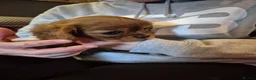 Cavalier King Charles Spaniel dogs for sale: Beautiful Cavalier King Charles Spaniel Puppies in Birmingham - Advert 10