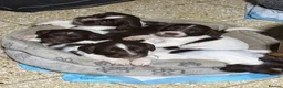 English Springer Spaniel dogs for sale: English Springer spaniel  in Carmarthen - Advert 14