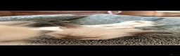 Ragdoll cats for sale: !!READY TO LEAVE!! beautiful ragdoll kittens - Advert 12