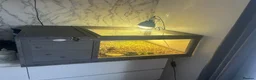 Hermann Tortoise reptiles for sale: 2 Hermann tortoises and table - Advert 1