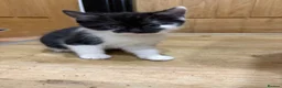 Mixed Breed cats for sale: Kittens in Leeds - Advert 6