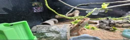 Bearded Dragon reptiles for sale: 2 X Juvenile Bearder dragons - Advert 1